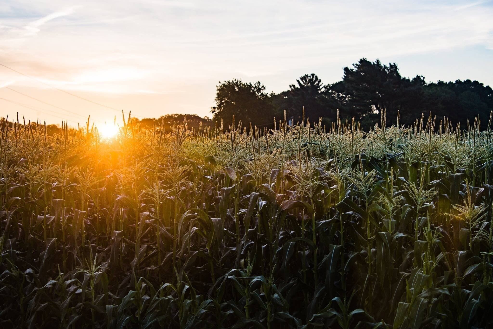 Sunrise cornfield
