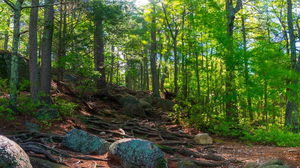 A forest with a rocky trail, dense green foliage, and tall trees.