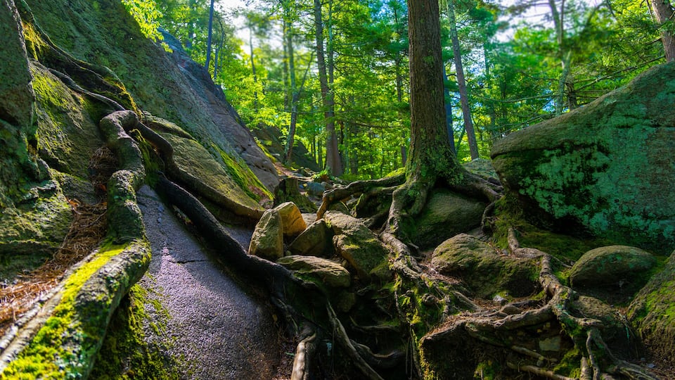 A forest with a fallen tree, moss-covered rocks, and dense green foliage.