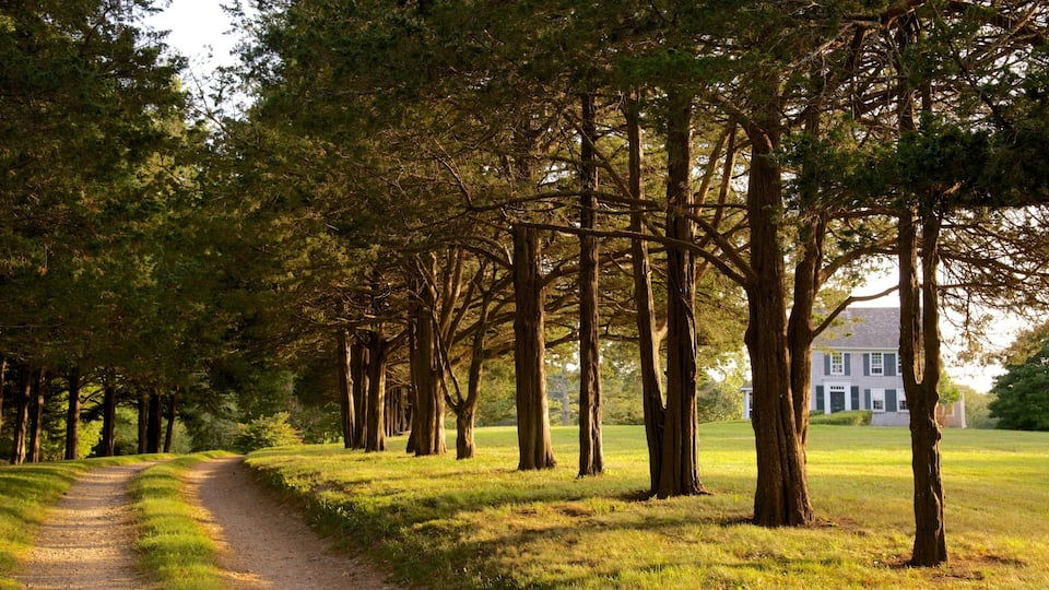 A pathway lined with tall trees leading to a white house.
