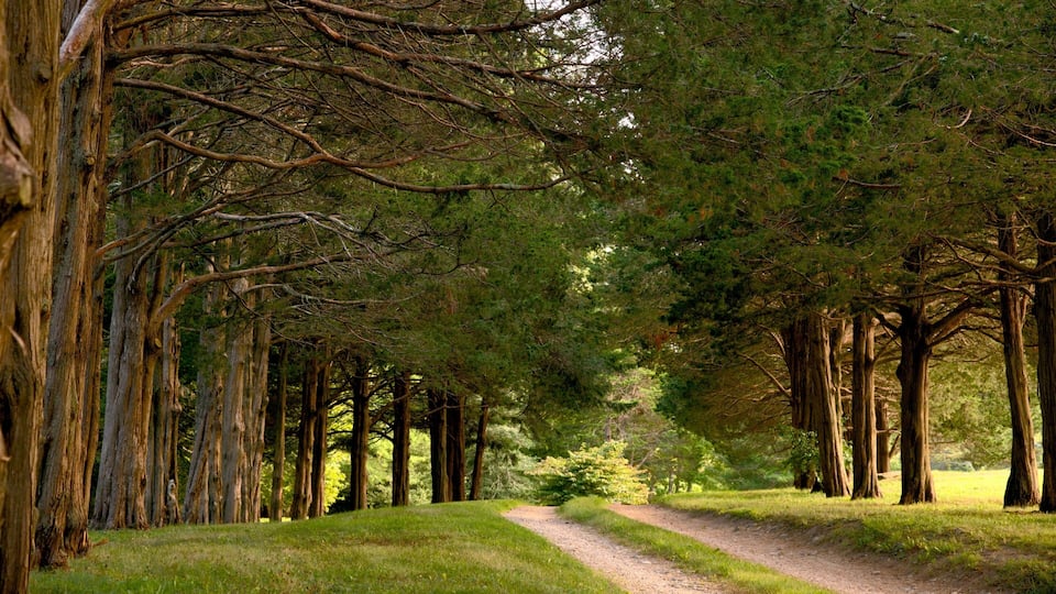 A forest path with tall trees on both sides.