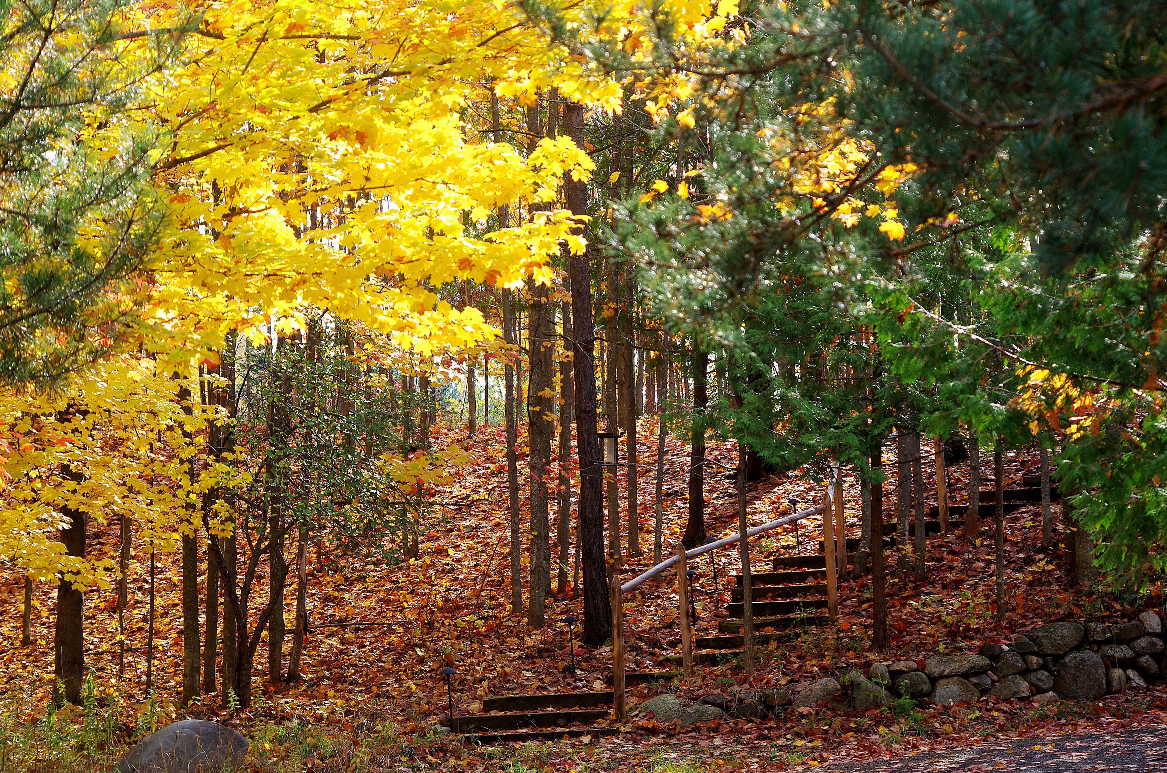 The fall color in Michigan can be quite difficult to predict.  However when you get the timing right it can beautiful.