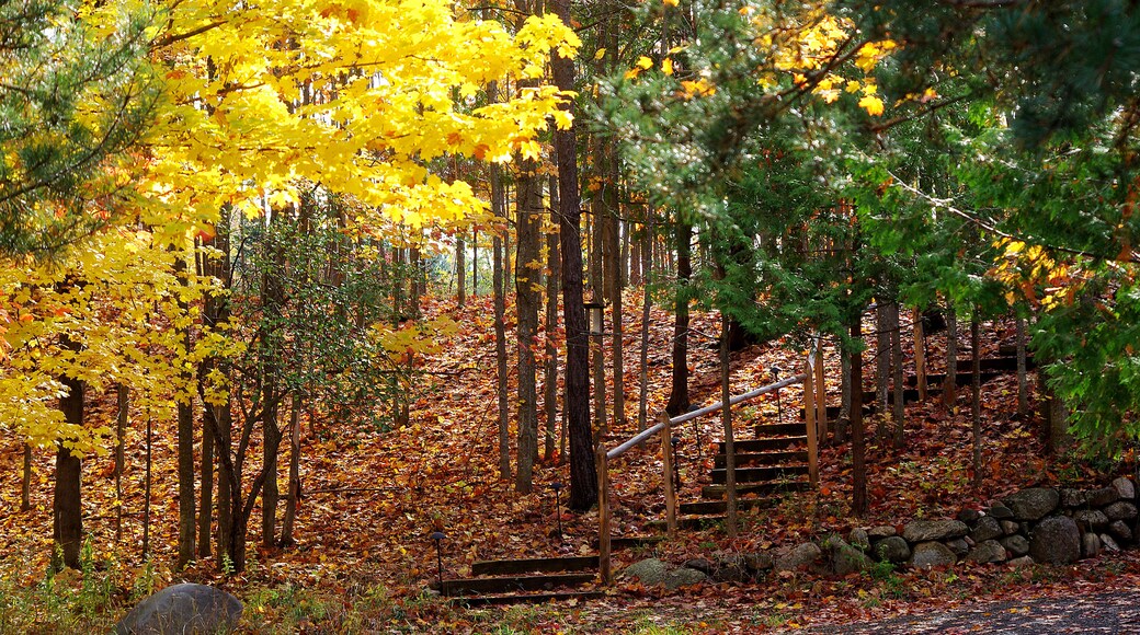 The fall color in Michigan can be quite difficult to predict. However when you get the timing right it can beautiful.