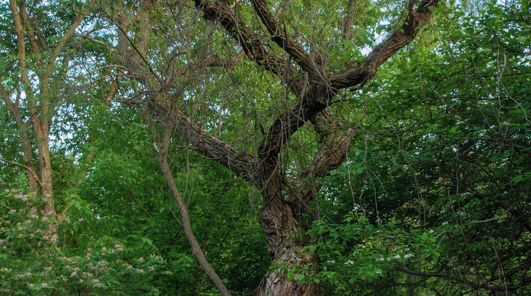 Honestly, I did not explore this whole park, but the part i did explore was pretty close to the road and you could hear everything. I went on the first trail that went over a creek, then came out to a hilly open part and it looks like on the map that there's more on the other side of that part.