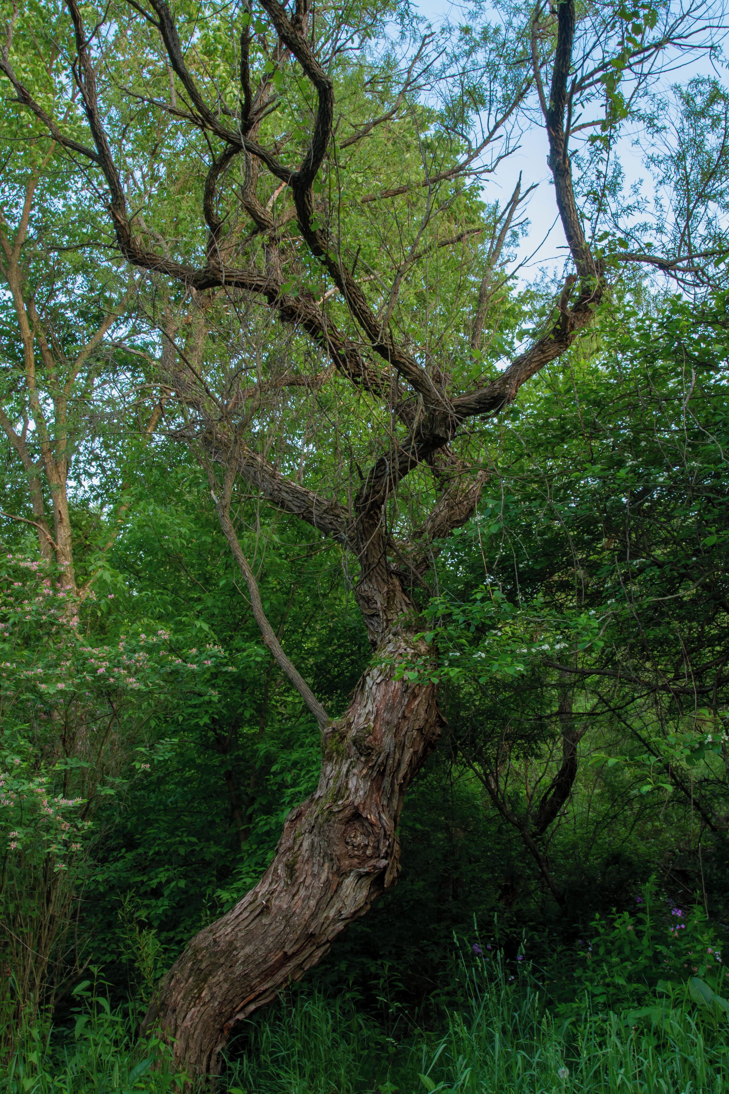 Honestly, I did not explore this whole park, but the part i did explore was pretty close to the road and you could hear everything. I went on the first trail that went over a creek, then came out to a hilly open part and it looks like on the map that there's more on the other side of that part. 