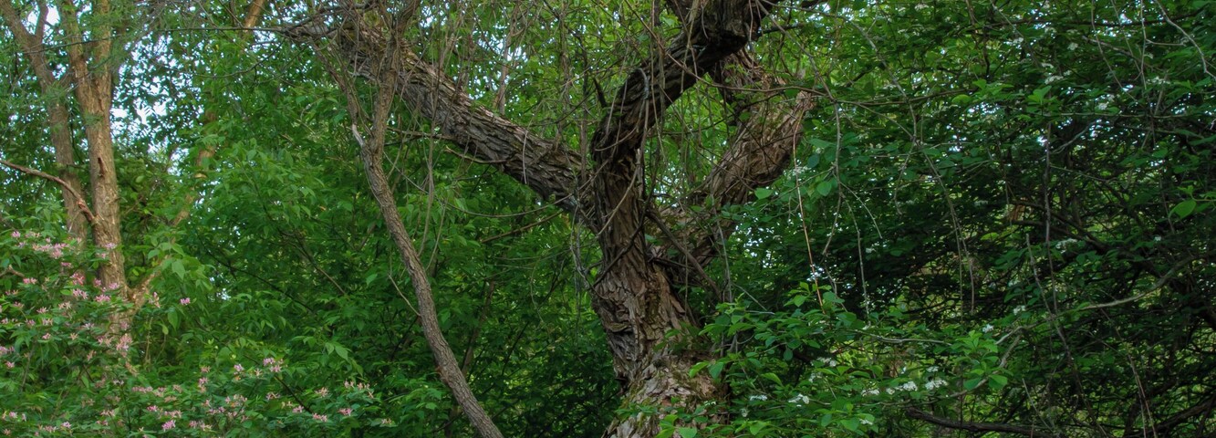 Honestly, I did not explore this whole park, but the part i did explore was pretty close to the road and you could hear everything. I went on the first trail that went over a creek, then came out to a hilly open part and it looks like on the map that there's more on the other side of that part.