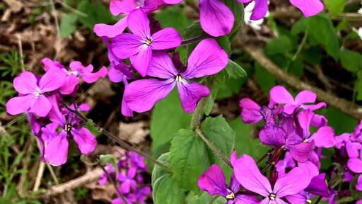 Flowers at Piers Cove Park along Lake Michigan