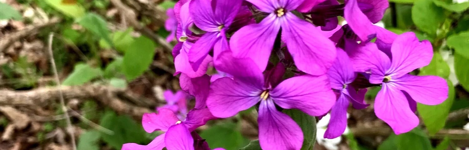 Flowers at Piers Cove Park along Lake Michigan