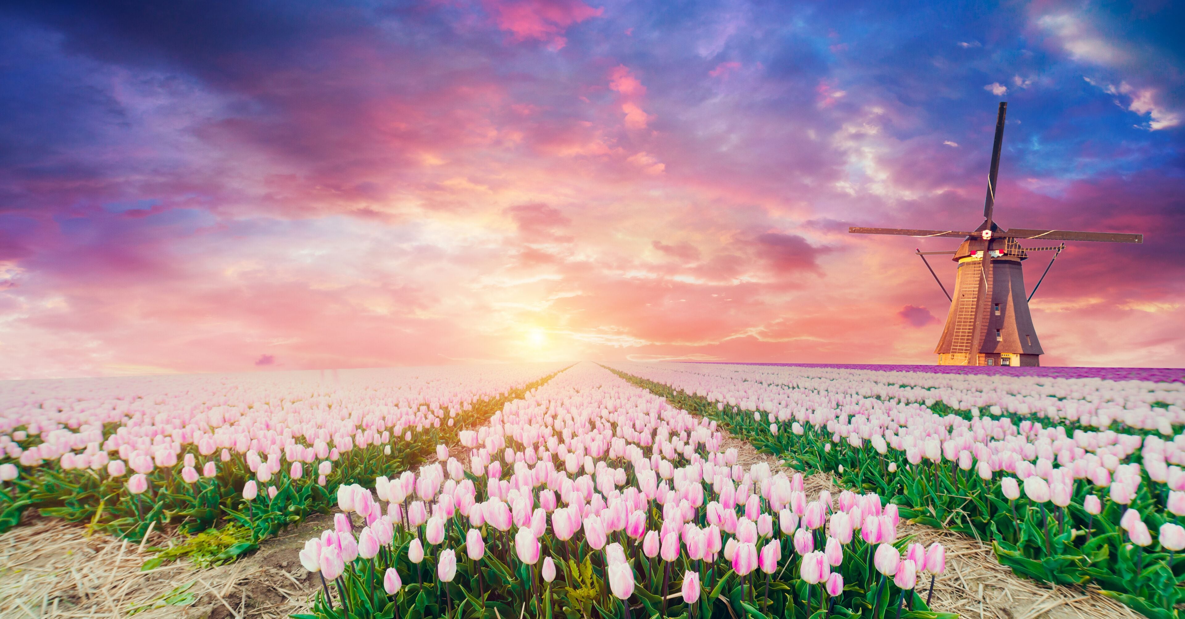 Windmill in Holland Michigan - An authentic wooden windmill from the Netherlands rises behind a field of tulips in Holland Michigan at Springtime. High quality photo. High quality photo