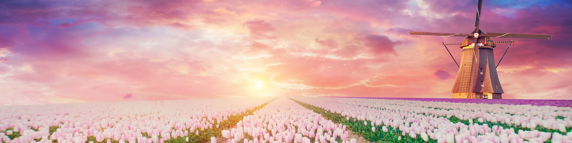 Un campo de tulipanes con un molino de viento al fondo.