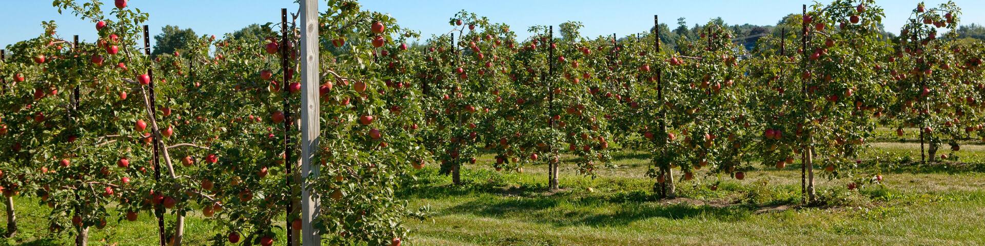 Agriculture - Dwarf Honey Crisp apple orchard with mature fruit ready for harvest / near Fennville, Michigan, USA.