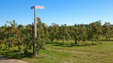 Agriculture - Dwarf Honey Crisp apple orchard with mature fruit ready for harvest / near Fennville, Michigan, USA.