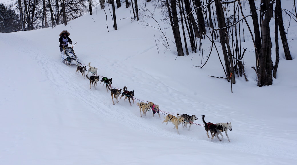 Grand Marais is in Michigan's Upper Peninsula(UP). Winter is long and cold in the UP with substantial amounts of snow. February each year Grand Mara is is a checkpoint for the UP200 dog sled race. Teams of 12 dogs compete, what an incredible sight. #OnTheRoad