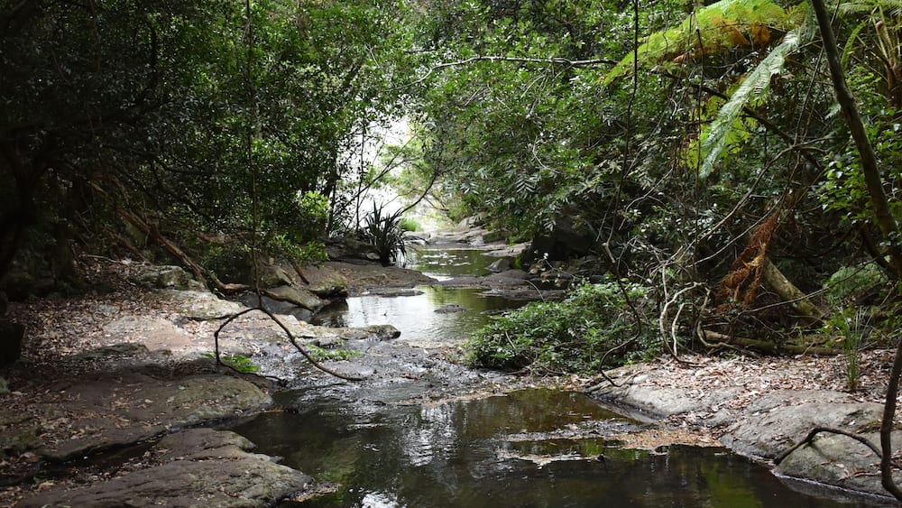 Un ruisseau bordé d’arbres, avec des rochers et des fougères.