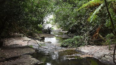 Moran’s Fall Creek