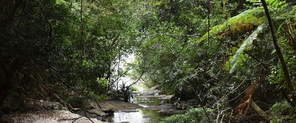 A forested stream with rocks and ferns.
