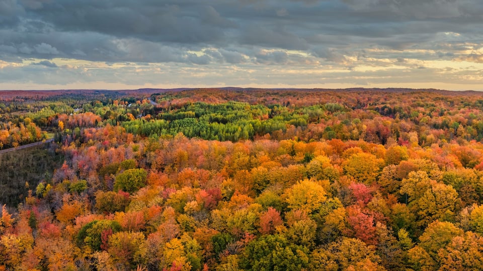 A forested landscape with autumn foliage.