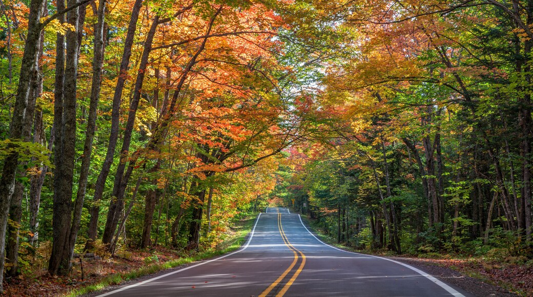 Autumn drive through the tunnel of Trees in Michigan Upper Peninsula UP - Highway 41 M26