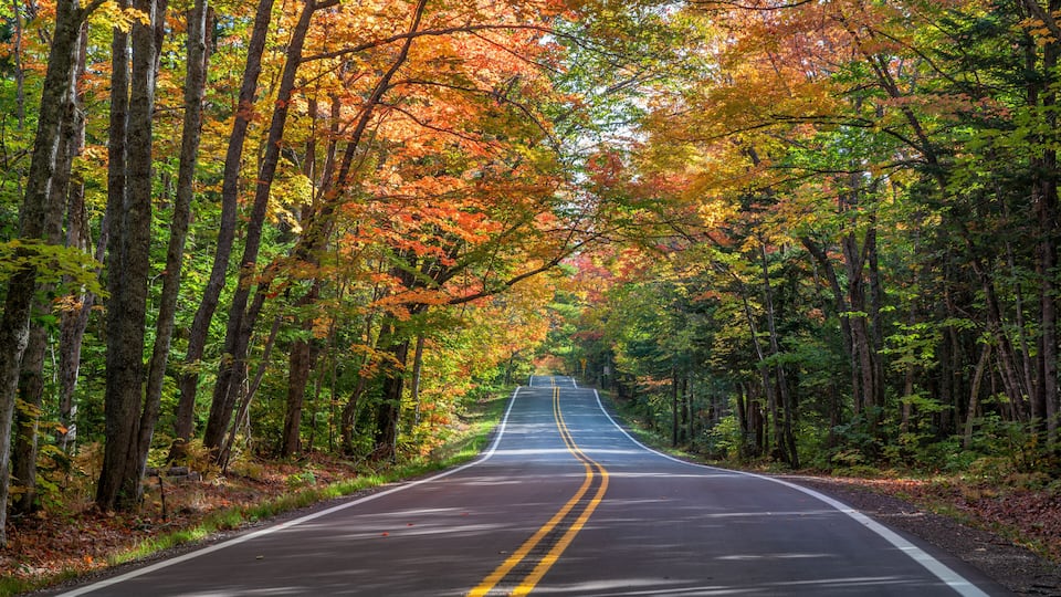 A road flanked by trees with autumn foliage.