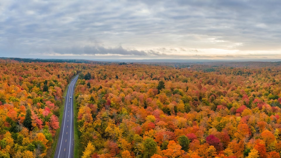 A road winding through a forest of autumn-colored trees.
