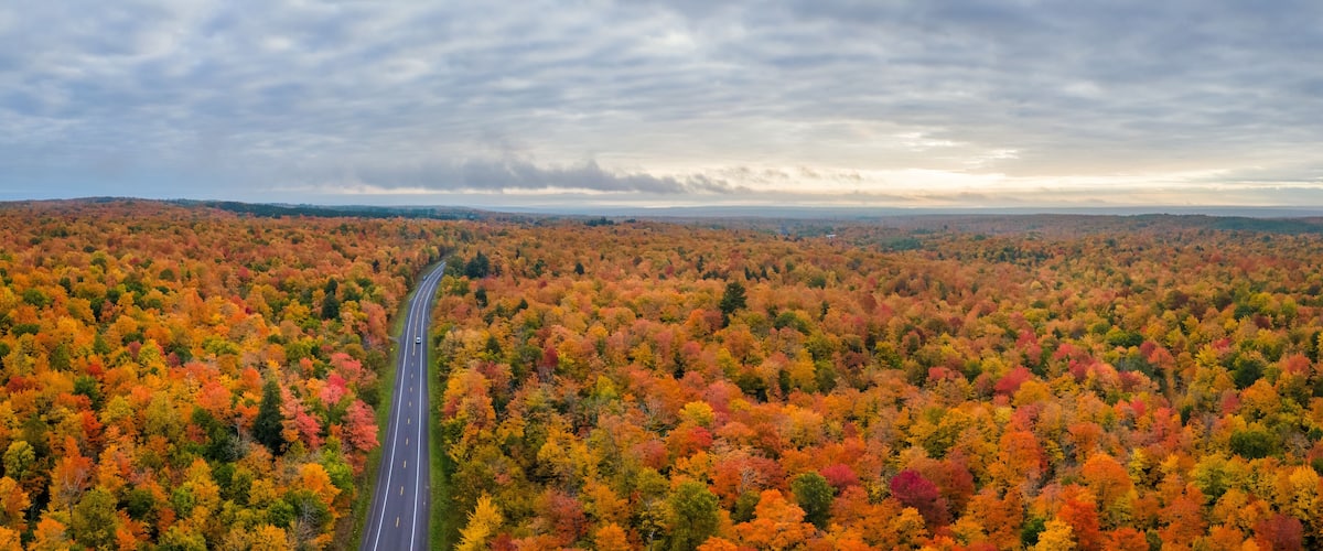 A road winding through a forest of autumn-colored trees.