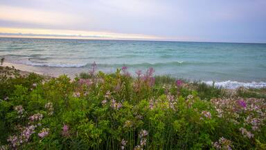 Michigan Wildflower Beach Sunset Background. Wildflowers and waves on the shore of a sandy Great Lakes beach with a scenic blue water sunset horizon as the backdrop.