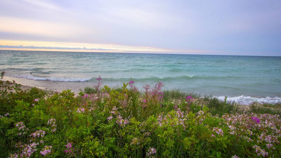 A beach with waves and pink flowers in the foreground.
