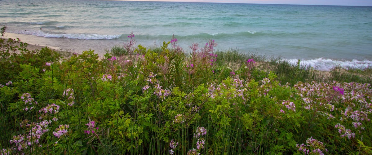 Michigan Wildflower Beach Sunset Background. Wildflowers and waves on the shore of a sandy Great Lakes beach with a scenic blue water sunset horizon as the backdrop.