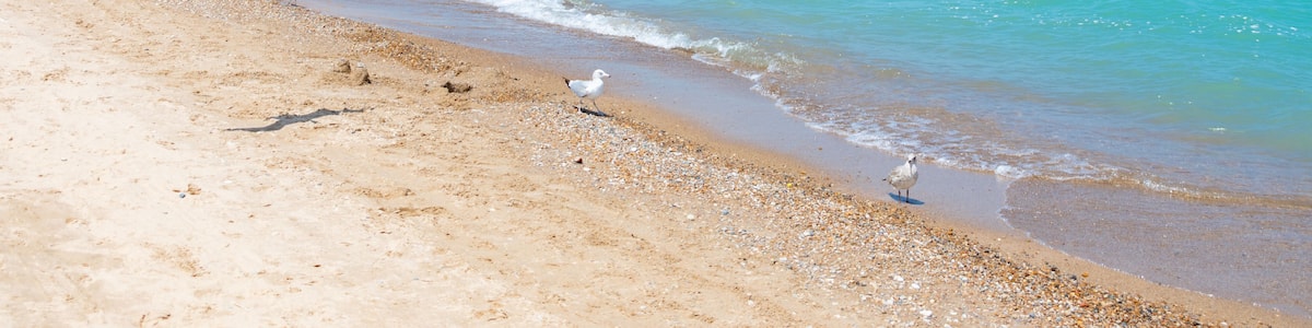 Ein Strand mit klarem türkisblauem Wasser, sandigem Ufer und einigen Möwen.
