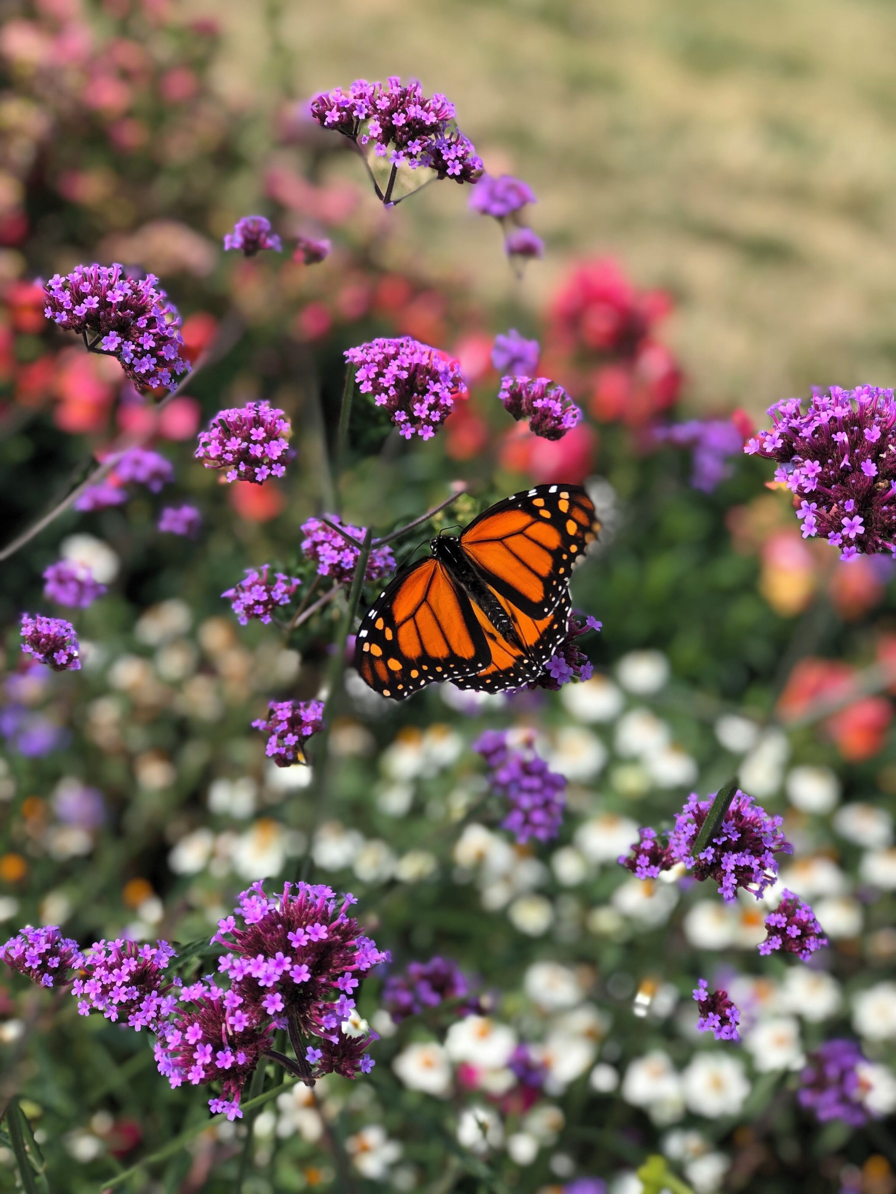 Last ditch effort to maintain summer in St Ignace!