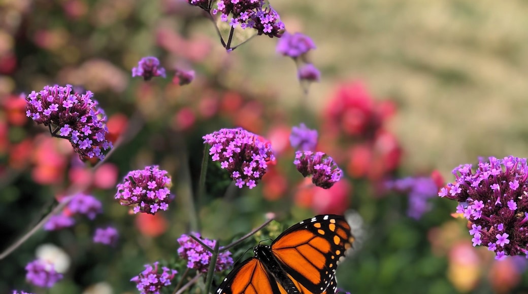 Last ditch effort to maintain summer in St Ignace!