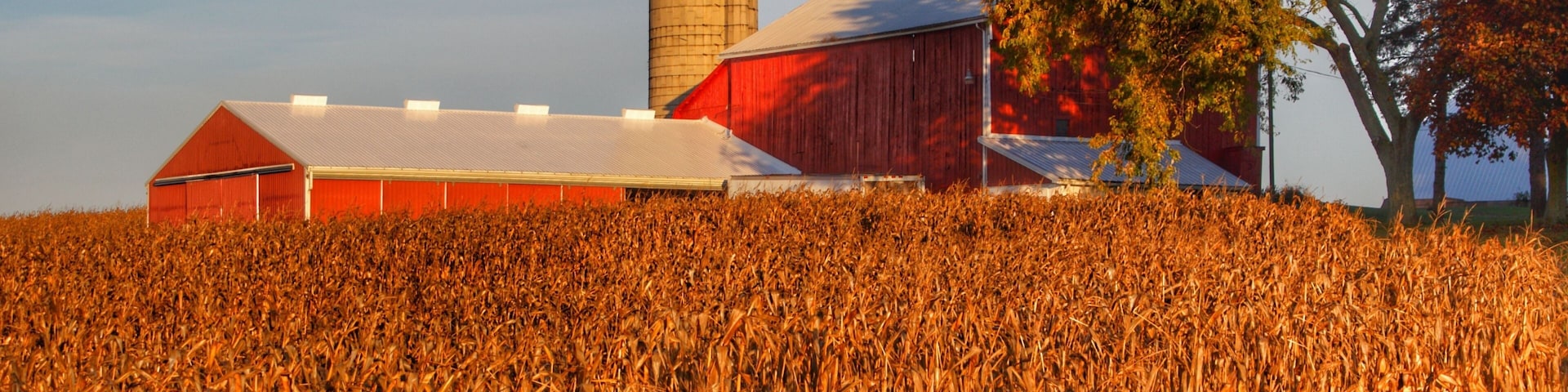 Un granero rojo, un silo y un campo de maíz.