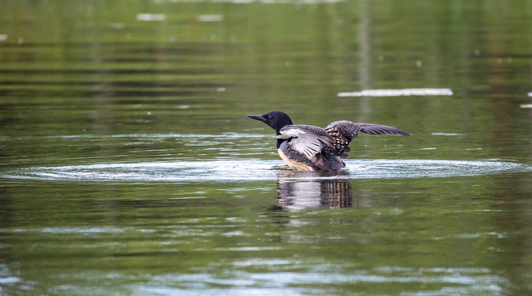USA, Minnesota, Aitkin. Hanging Kettle Lake, Loon Beginning to Display