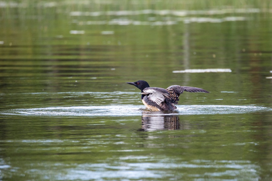USA, Minnesota, Aitkin. Hanging Kettle Lake, Loon Beginning to Display