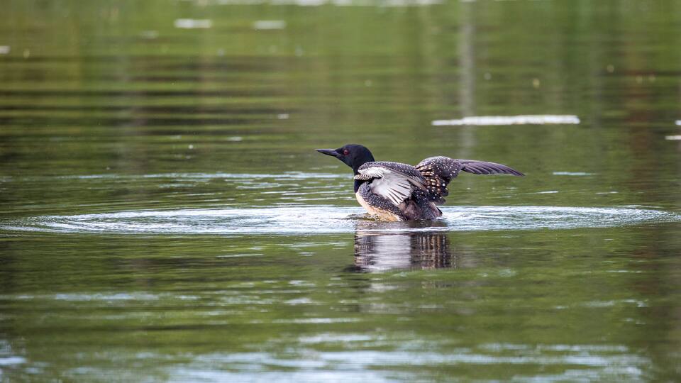 A bird with black head and red eyes standing in water.