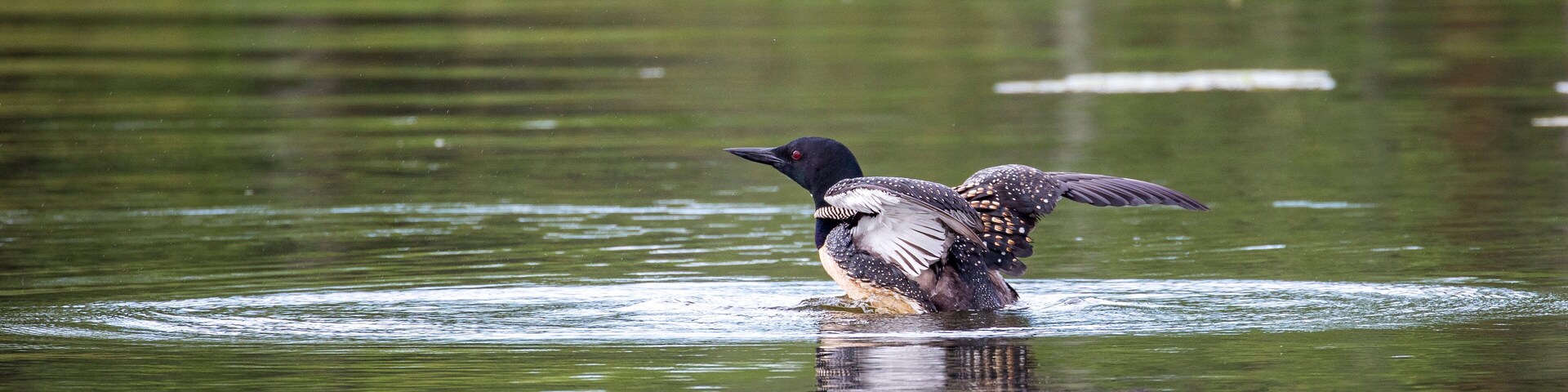 USA, Minnesota, Aitkin. Hanging Kettle Lake, Loon Beginning to Display