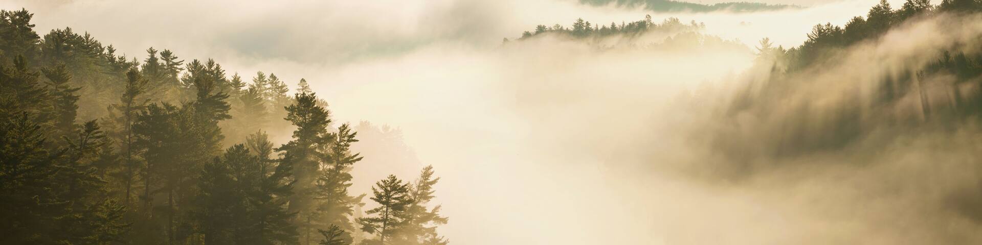 Misty Boundary Waters lake and pines panorama