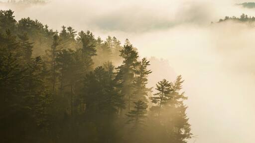 Misty Boundary Waters lake and pines panorama