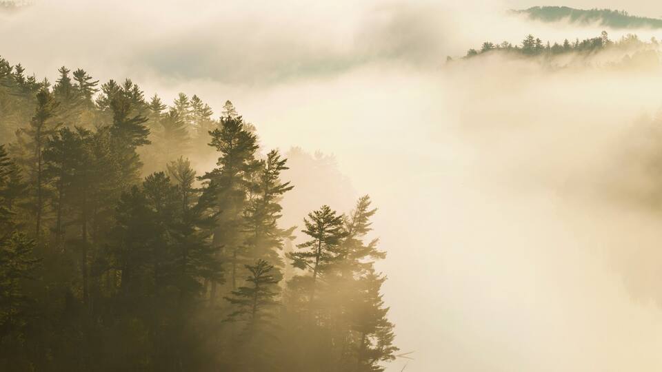 A forest with mist and sunlight filtering through the trees.