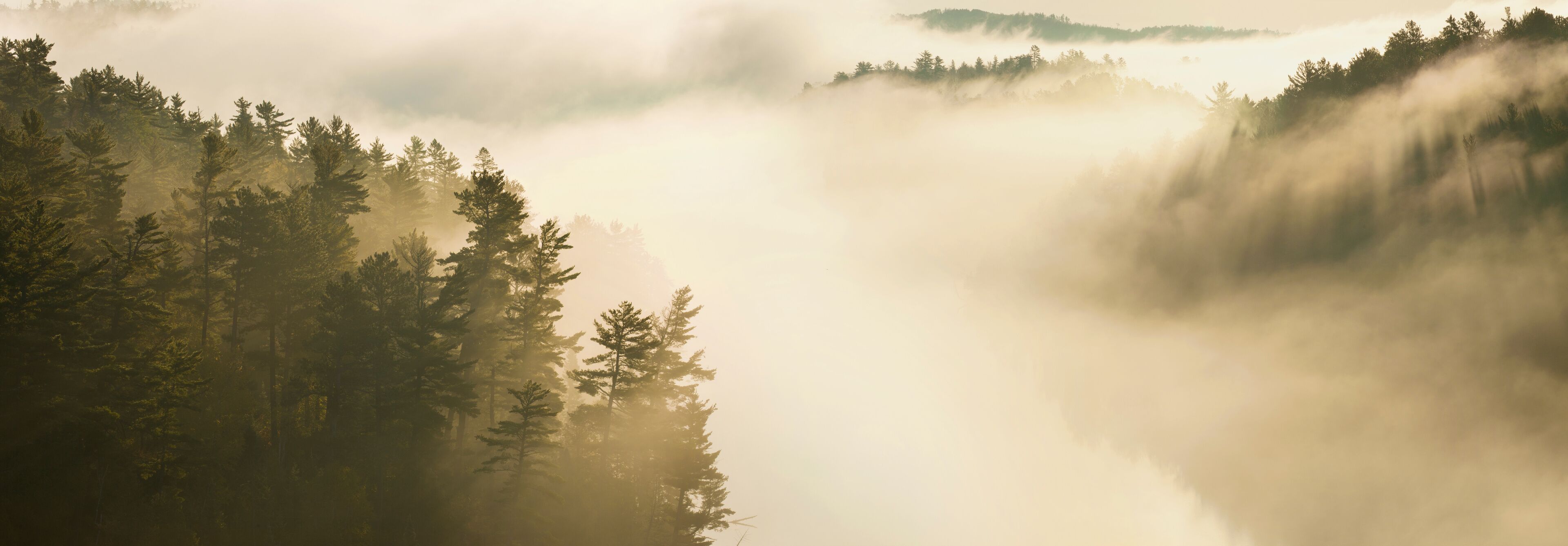 A forest with mist and sunlight filtering through the trees.
