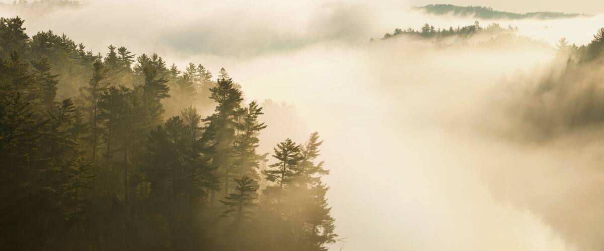 A forest with mist and sunlight filtering through the trees.