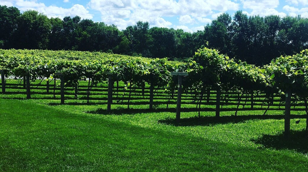 Great wine, exceptional cheese and beautiful people.