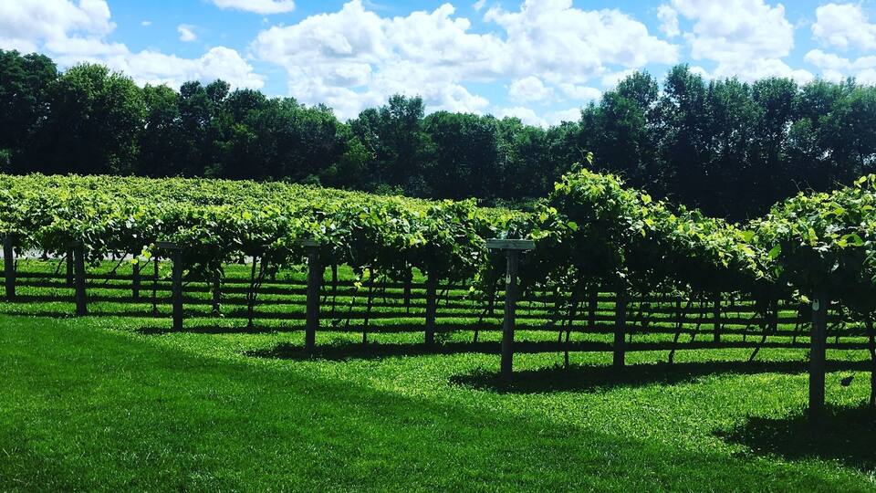 A vineyard with rows of grapevines under a clear blue sky.