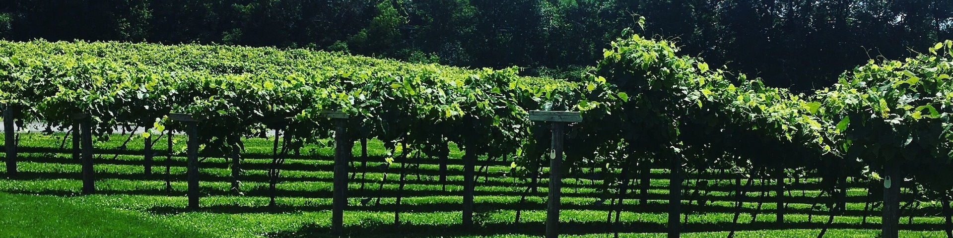 Great wine, exceptional cheese and beautiful people.