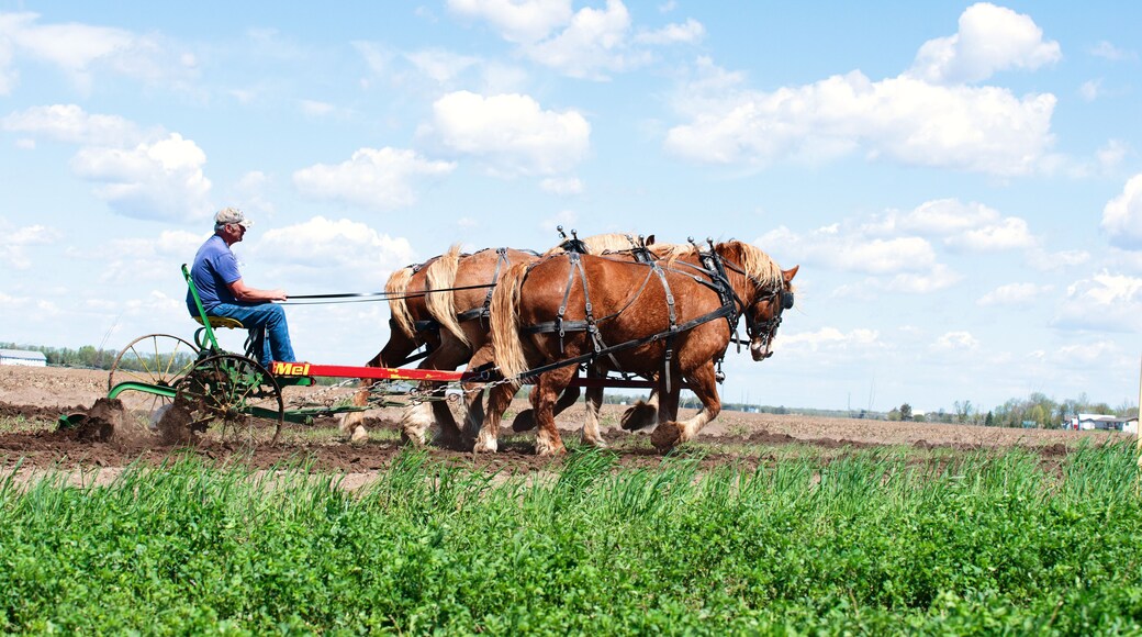 Belgian draft horse team plowing a field.
