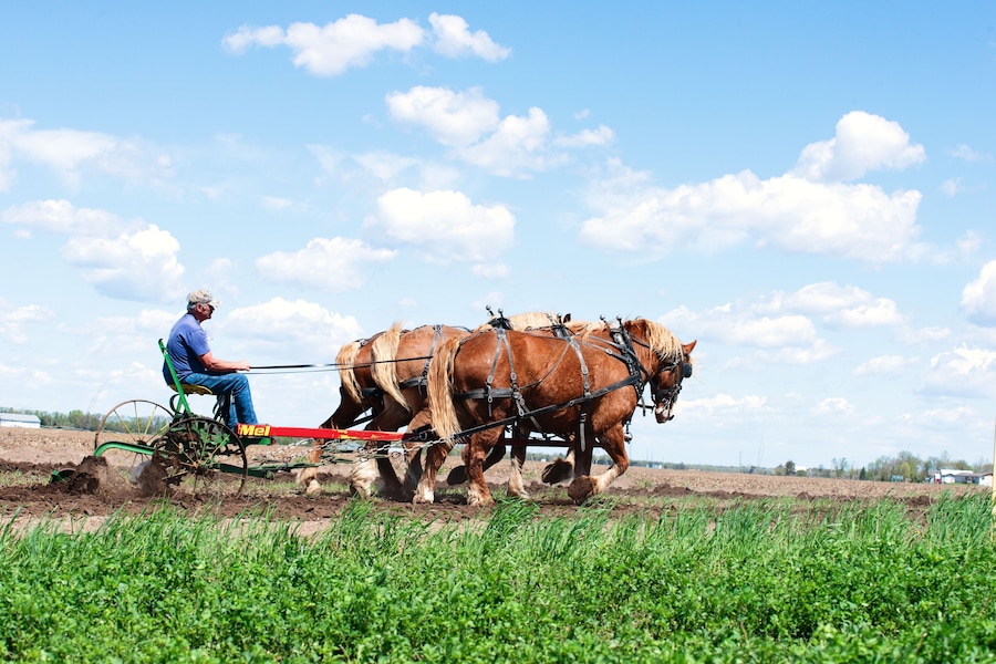 A man driving a horse-drawn plow through a field.