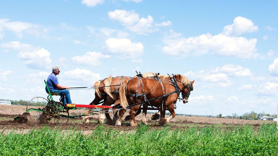 Belgian draft horse team plowing a field.