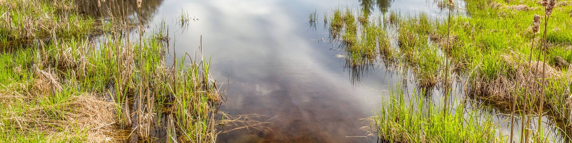 Storm Forming Over the Marsh in Spring