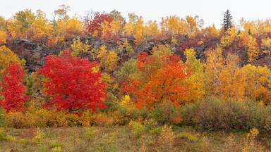 Panorama of trees in brilliant fall color below a cliff in northern Minnesota