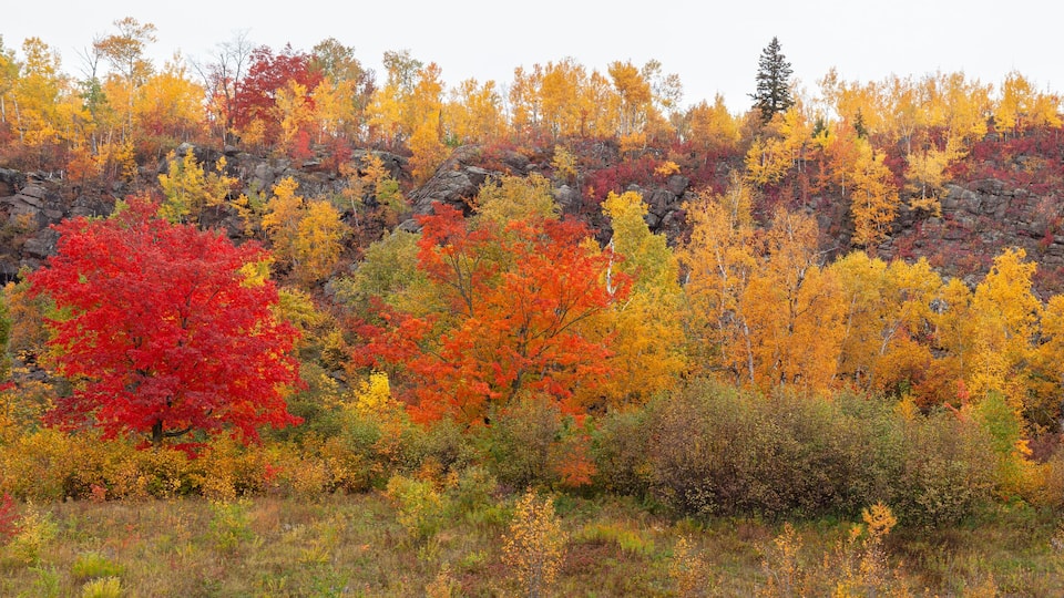 A forest with autumn foliage, including red, yellow, and orange trees.